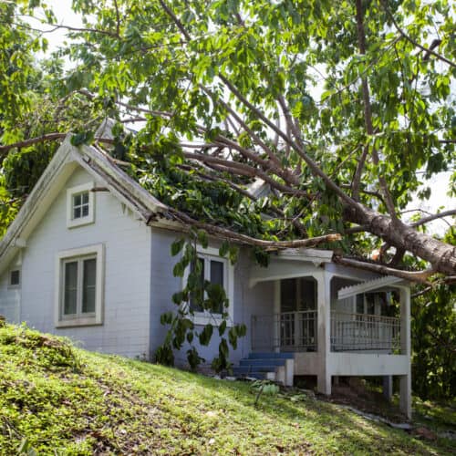 Tree falls on roof during storm