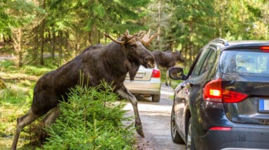 moose jumping out in front of car on road