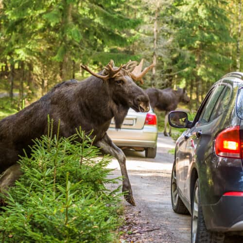 moose jumping out in front of car on road