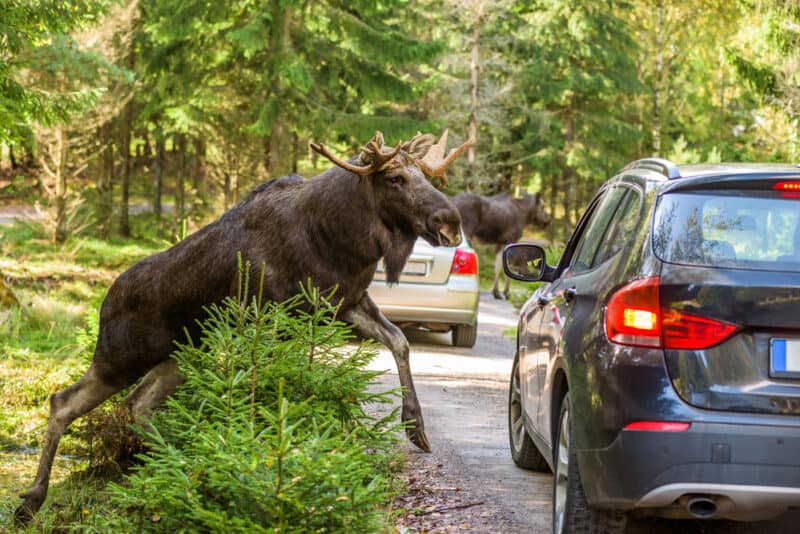 moose jumping out in front of car on road