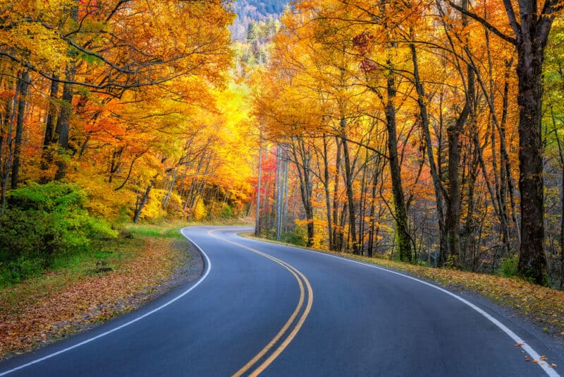 road with fall foliage