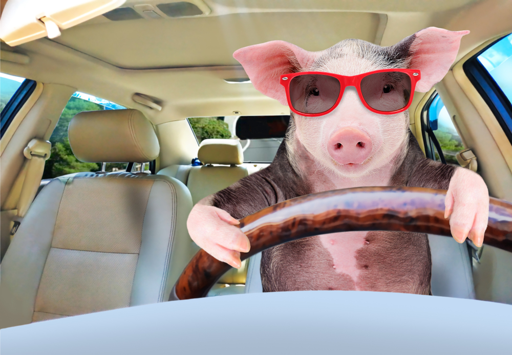 Pig wearing red sunglasses drives a car in a humorous scene illustrating Washington Road Trip Tips.