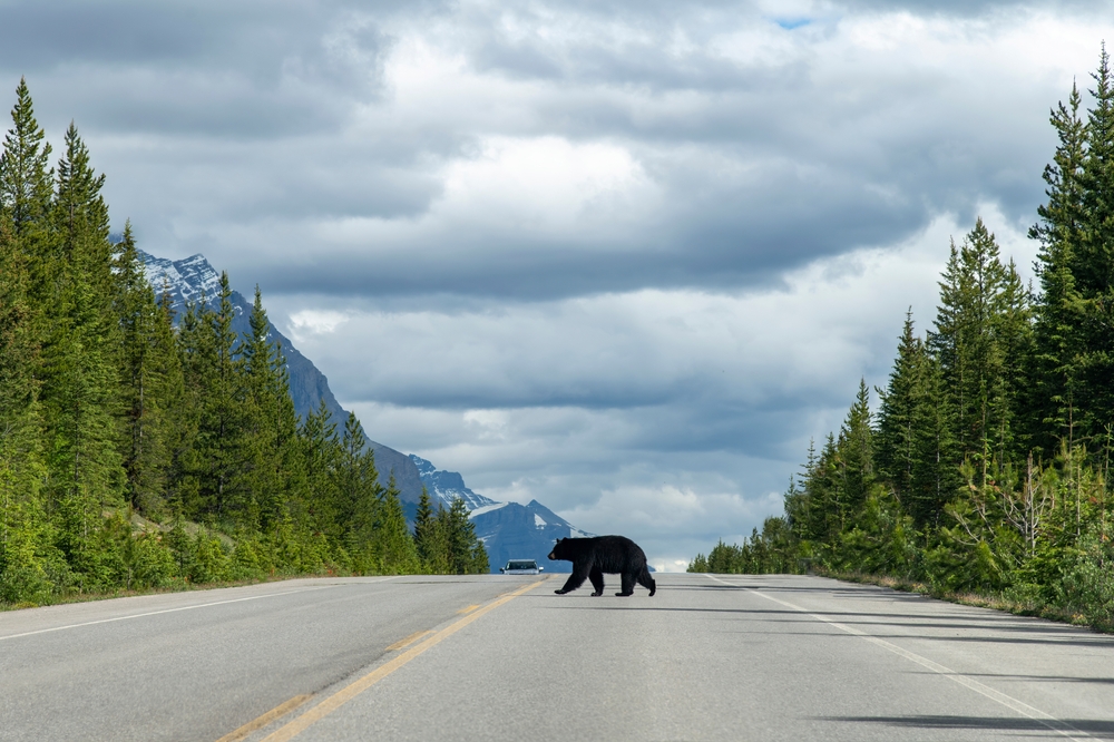 A black bear crosses the road as a car crests the hill