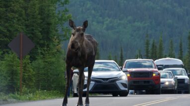 A moose in the middle of the road with a line of cars behind it