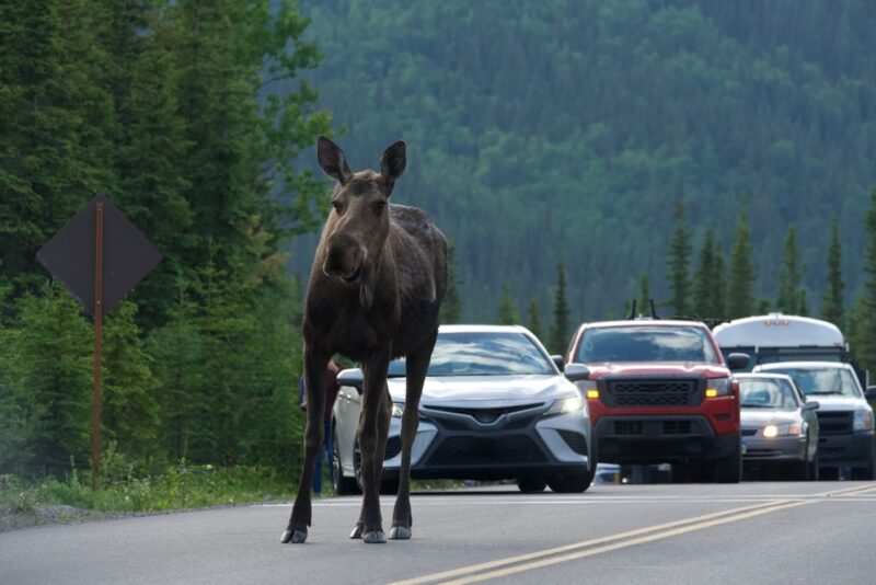 A moose in the middle of the road with a line of cars behind it