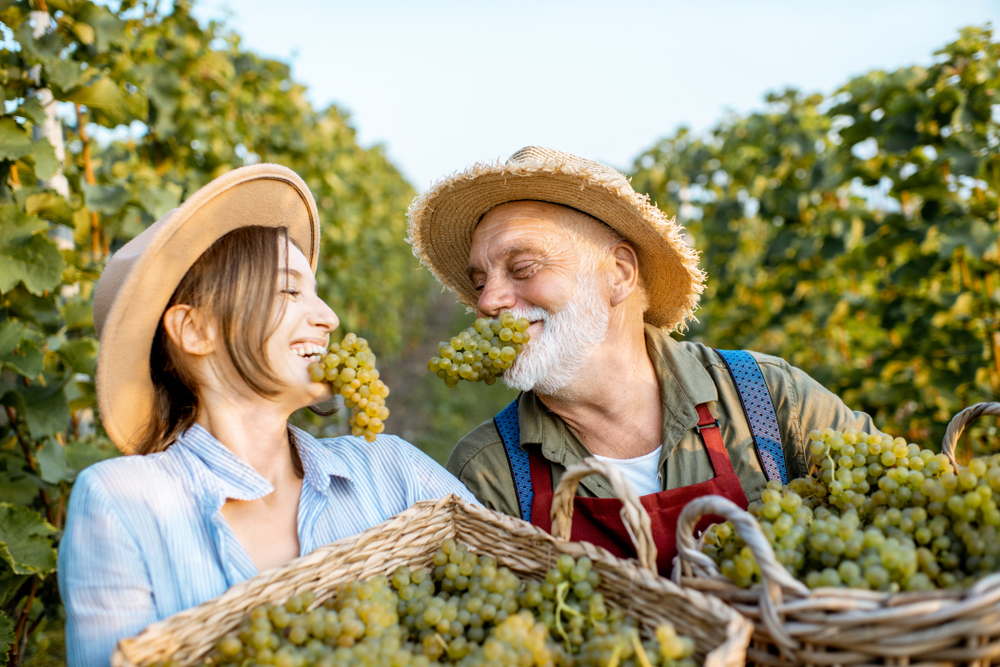 Happy couple clowns around at vineyard with grapes in mount - car insurance in Washington