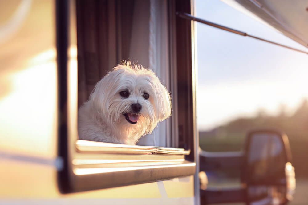Small dog looks out from a travel trailer window at sunset, showing how trailer insurance in Washington can help protect trips with your favorite passengers.