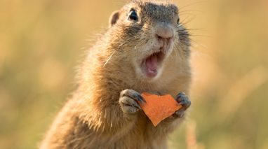 A squirrel with a piece of cheese looks surprised - cheap car insurance in Washington.