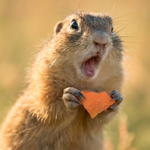 A squirrel with a piece of cheese looks surprised - cheap car insurance in Washington.