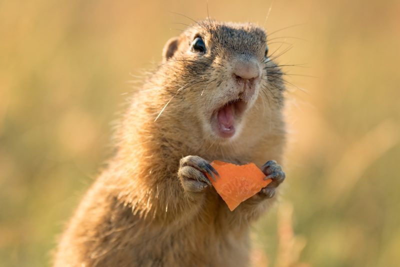 A squirrel with a piece of cheese looks surprised - cheap car insurance in Washington.