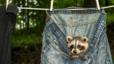 A baby raccoon peers out from a pair of pants hanging on the clothesline - cheap home insurance in Washington.