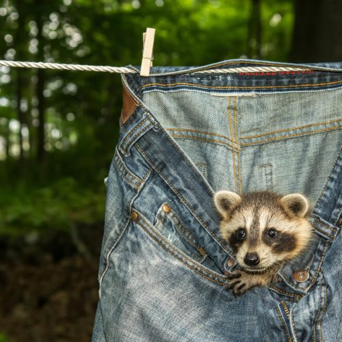 A baby raccoon peers out from a pair of pants hanging on the clothesline - cheap home insurance in Washington.