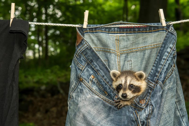 A baby raccoon peers out from a pair of pants hanging on the clothesline - cheap home insurance in Washington.