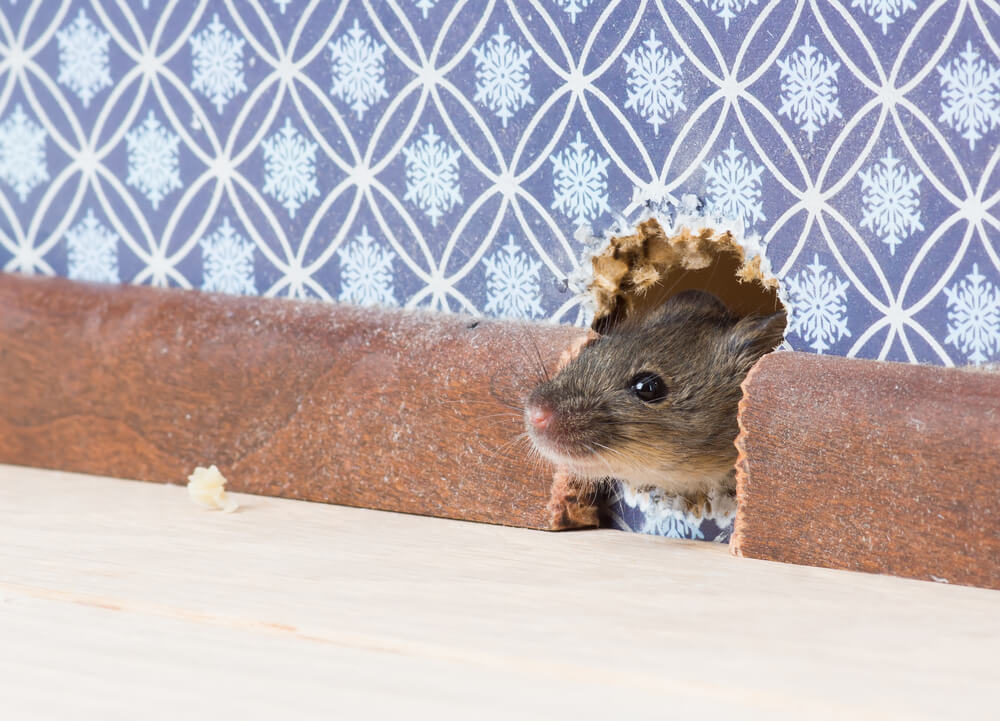 A mouse peers out from a hole it chewed in the wall - cheap home insurance in Washington.