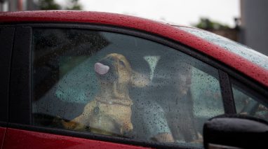 Driver girl and her French bulldog puppy drive off in the rain on a red car, importance of car insurance in Washington.
