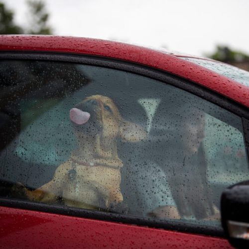 Driver girl and her French bulldog puppy drive off in the rain on a red car, importance of car insurance in Washington.