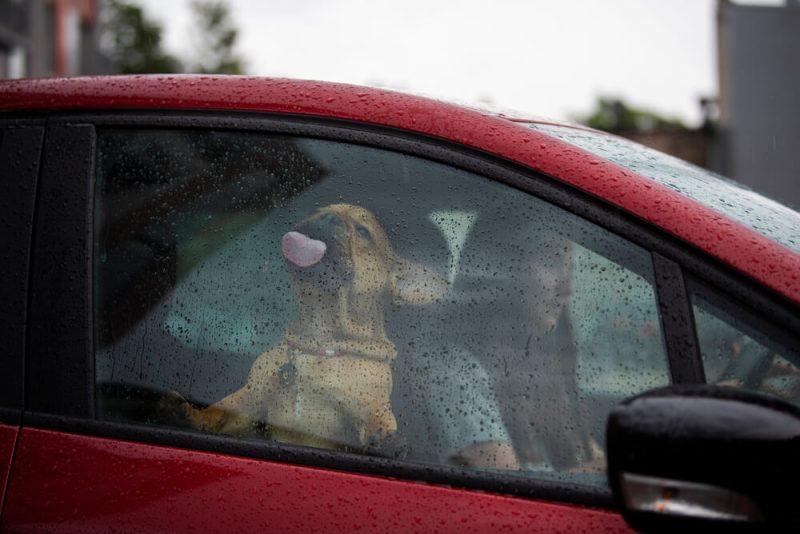 Driver girl and her French bulldog puppy drive off in the rain on a red car, importance of car insurance in Washington.