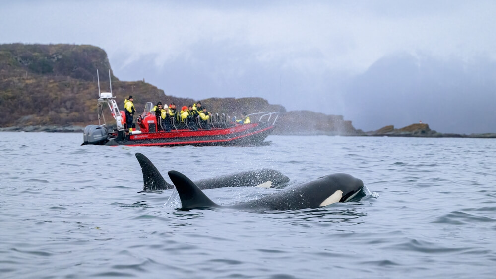 Orca killer whale (Orcinus orca) spotted at whale watching, need for cheap boat insurance to cover mishaps in Washington.