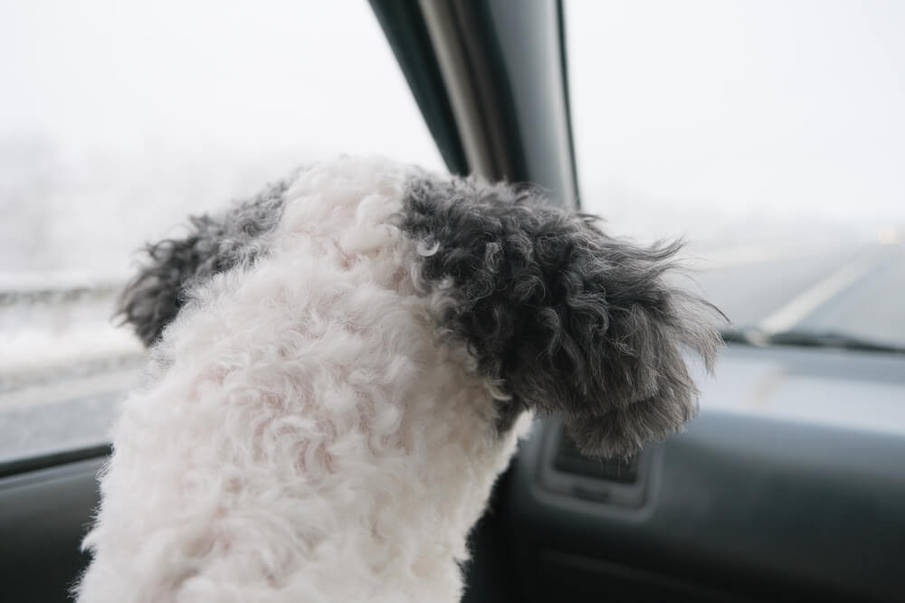 Small curly-haired dog looks out a car window on a rainy drive, capturing everyday life and pnw auto insurance needs.