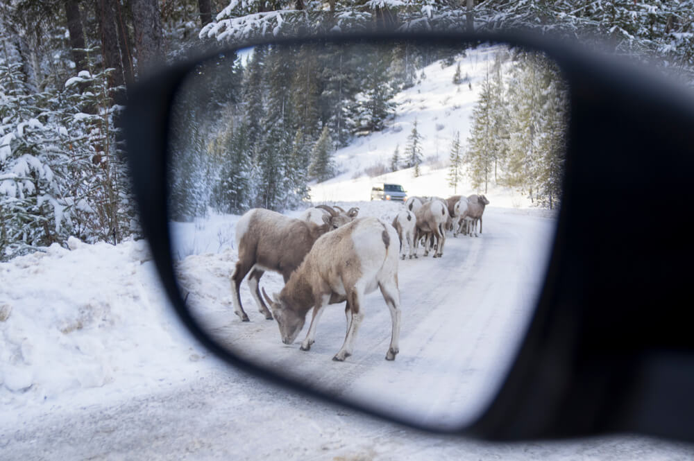 Deer block a snowy road, highlighting the risk of hitting a deer while driving.
