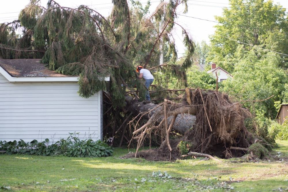 Worker clearing a large uprooted tree that fell against a house, showing storm damage that may involve homeowners insurance.