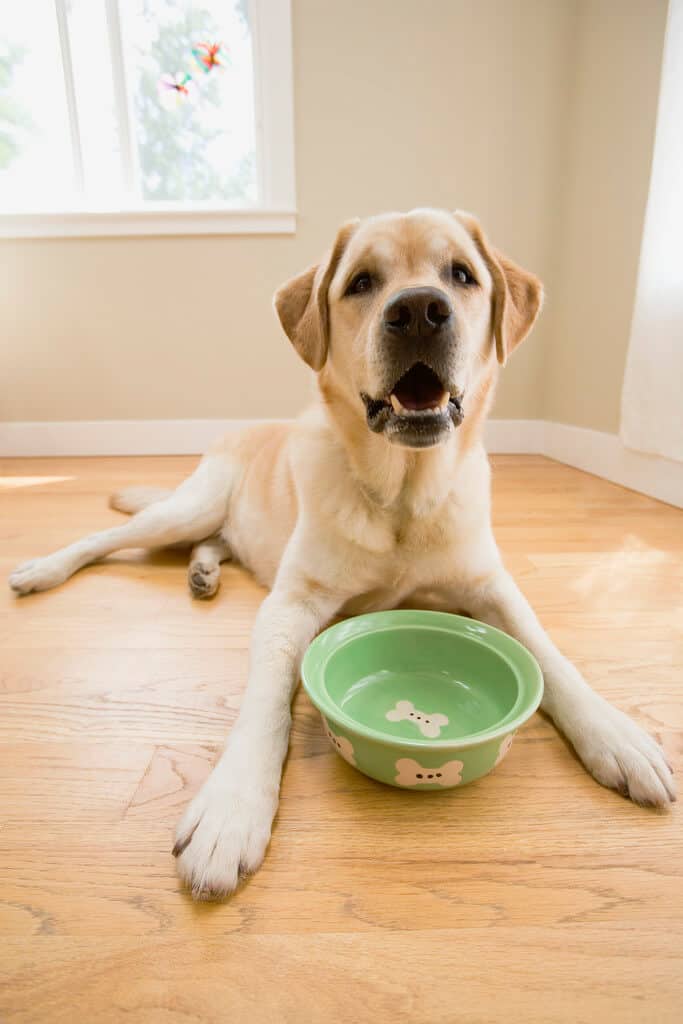 Yellow Lab Lying by Empty Food Dish